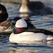 Bufflehead
